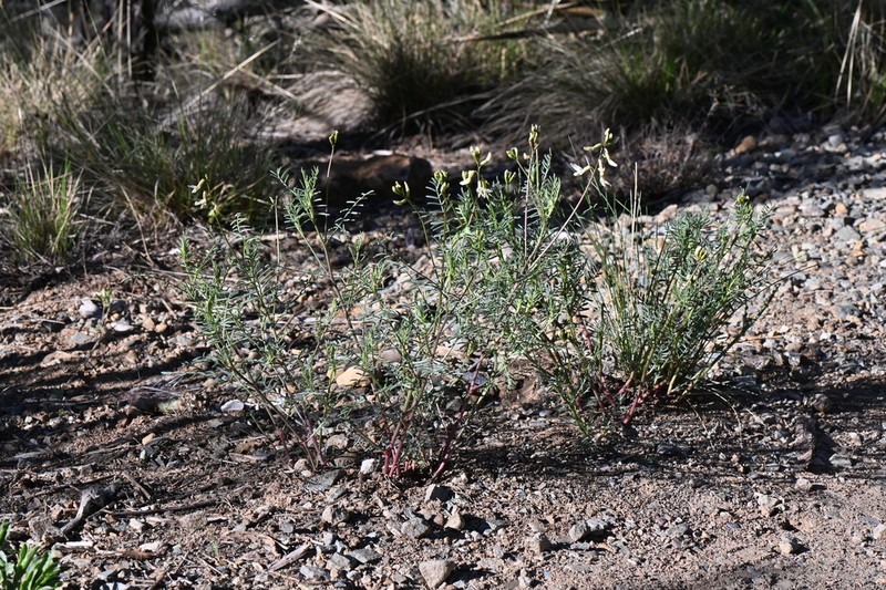 Schmoll's Milkvetch photo 5