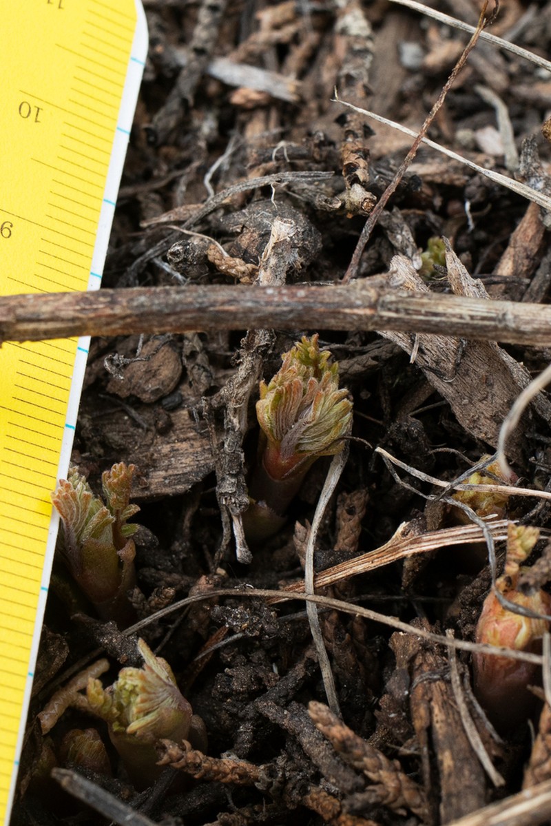 Schmoll's Milkvetch photo 6