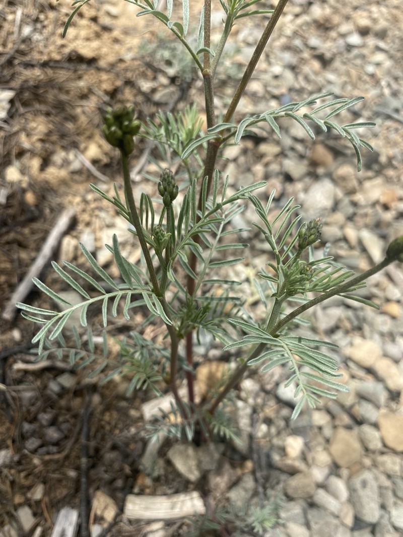 Schmoll's Milkvetch photo 7