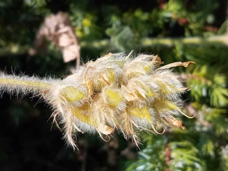 Astragalus scholerianus