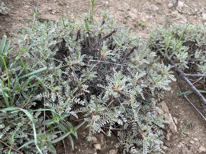 Astragalus schottianus