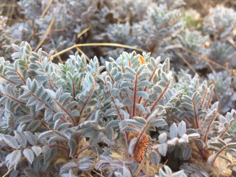 Astragalus schottianus photo 2