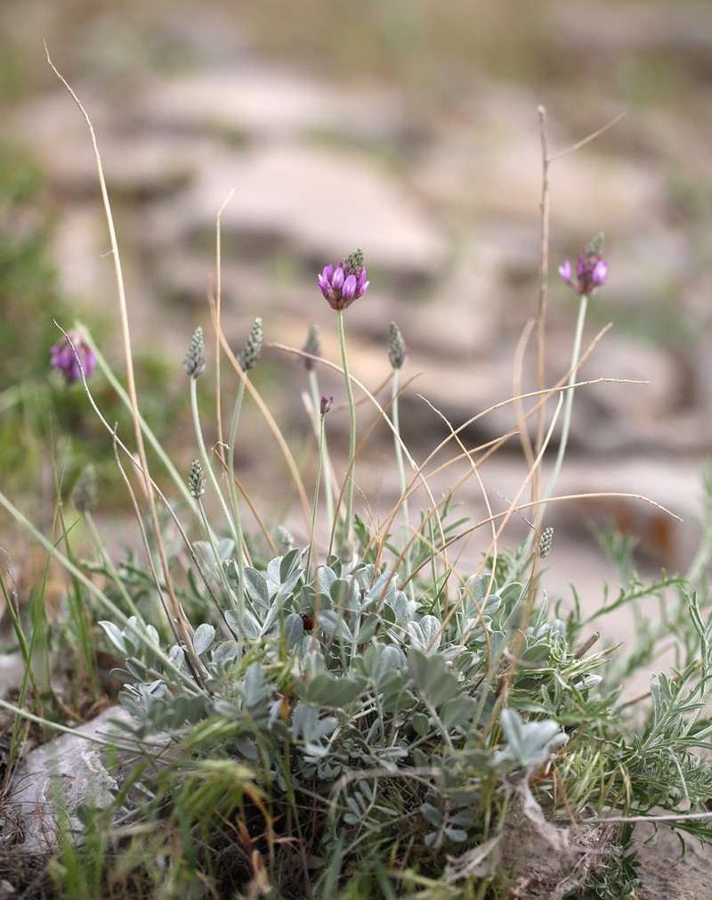 Astragalus schrenkianus photo 2