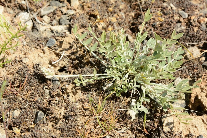 Astragalus schrenkianus photo 3