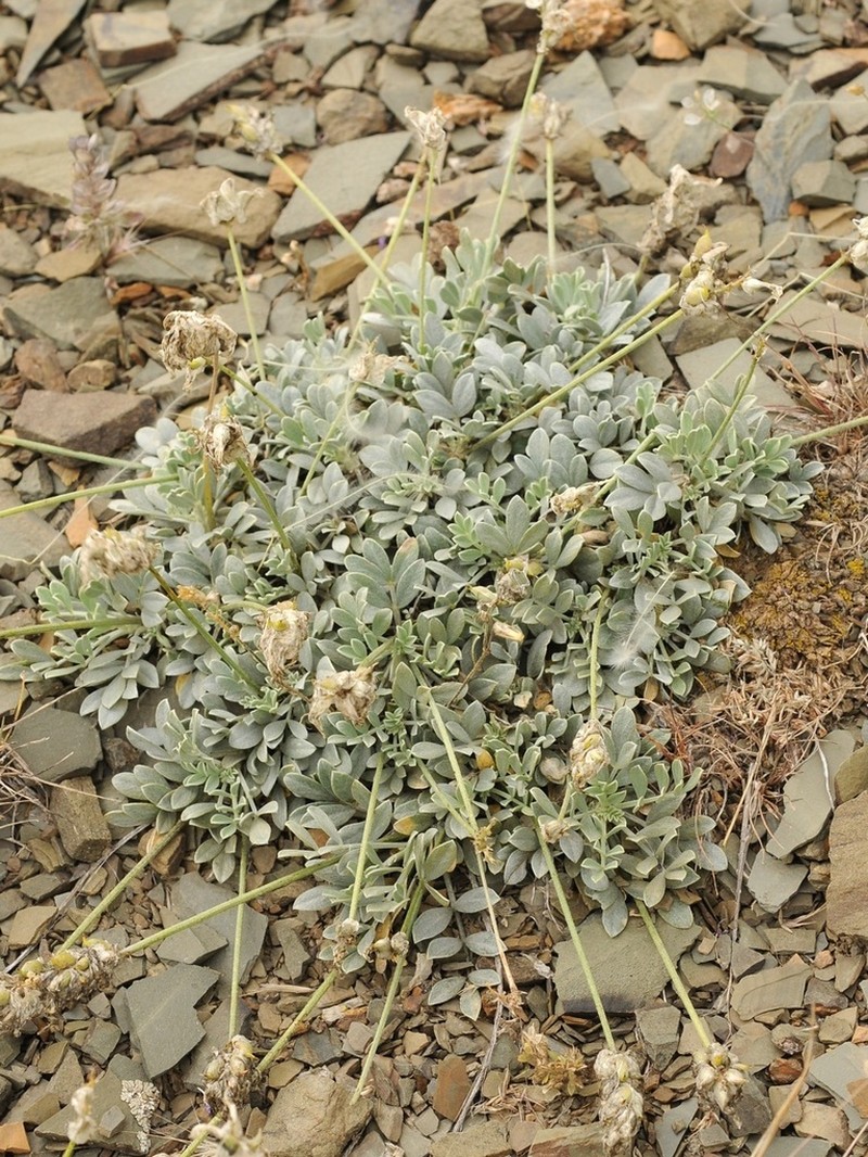 Astragalus schrenkianus photo 4