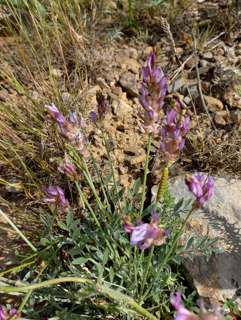 Astragalus schrenkianus photo 5