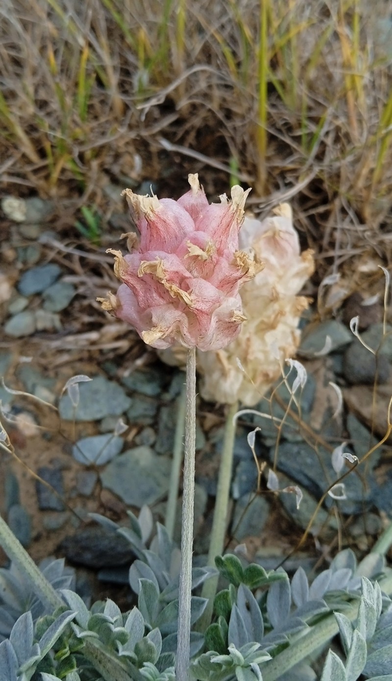 Astragalus schrenkianus photo 6