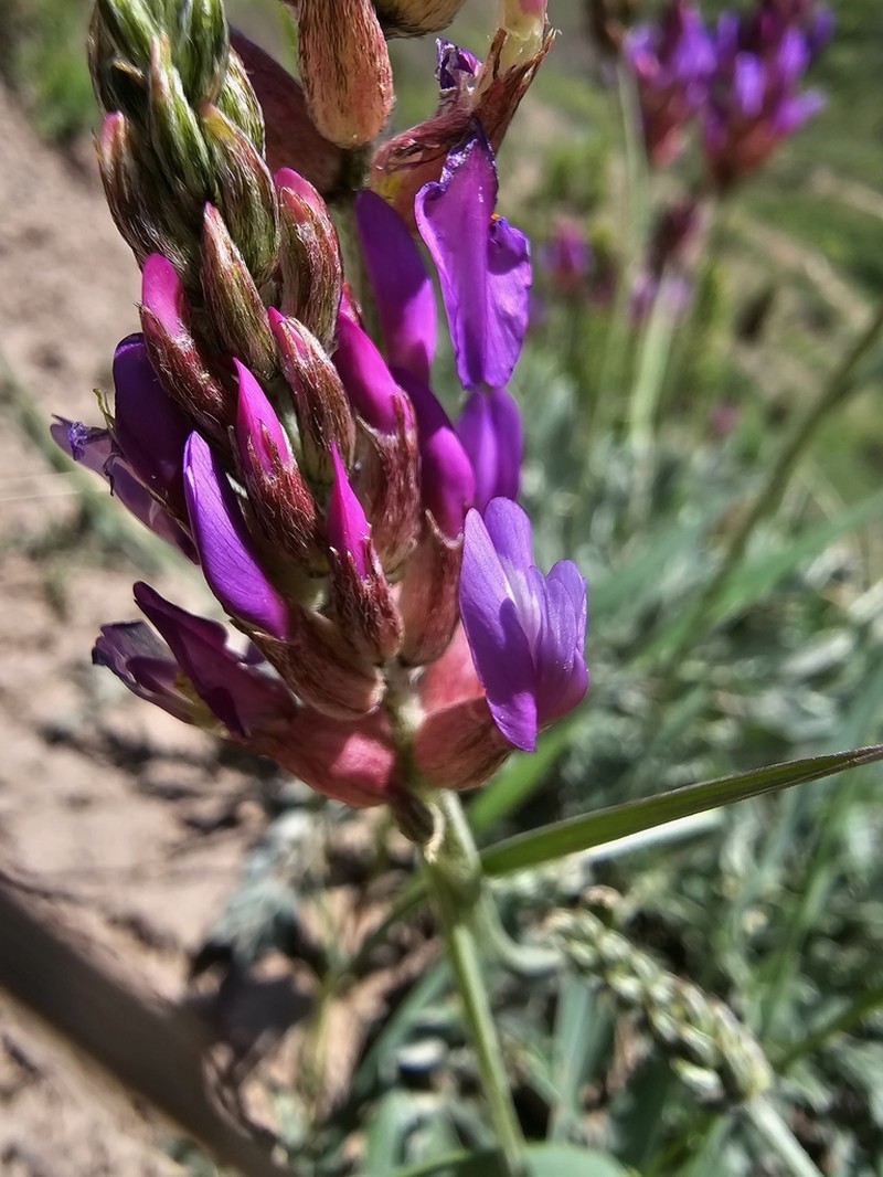 Astragalus schrenkianus photo 7