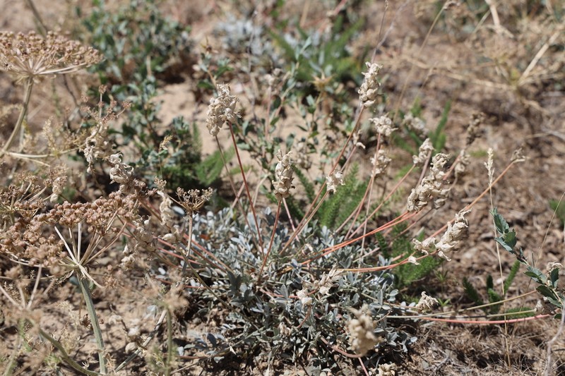 Astragalus schrenkianus photo 8