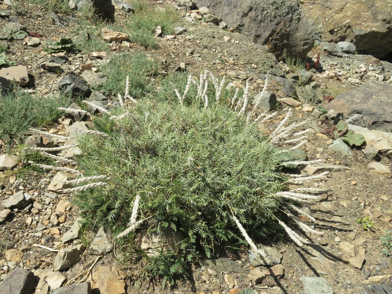 Astragalus sciureus photo 2