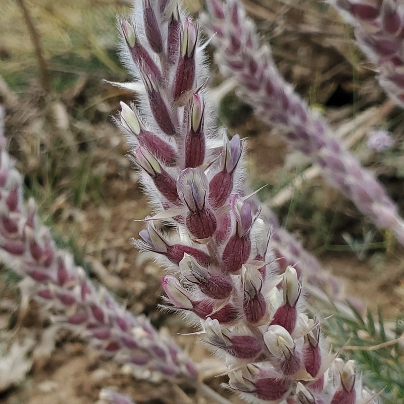 Astragalus sciureus photo 3