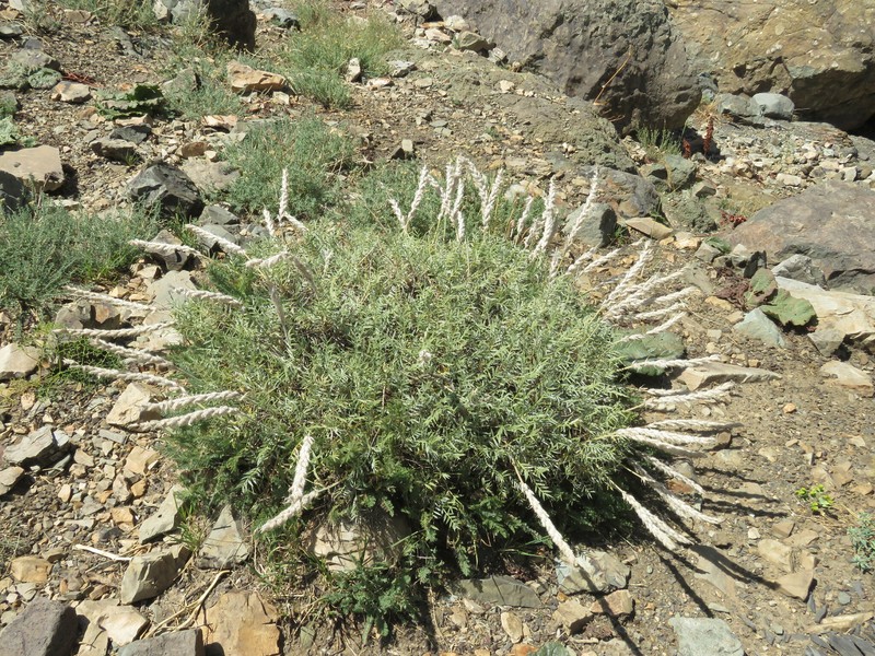Astragalus sciureus photo 4