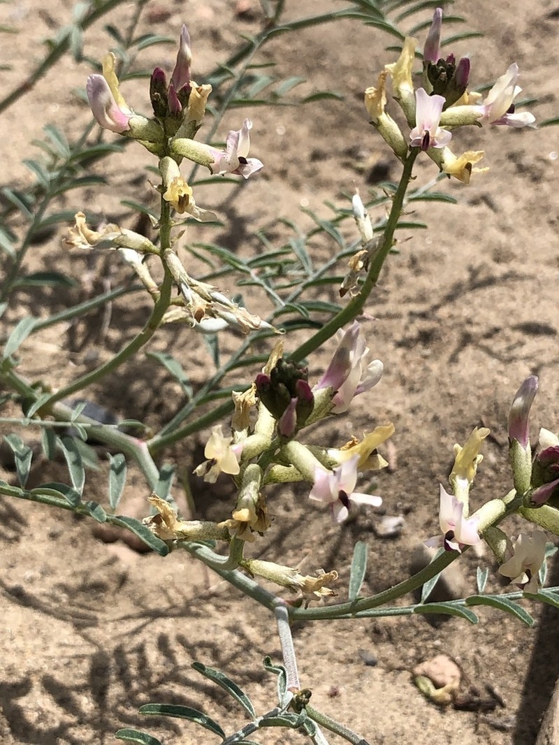 Woodypod Milkvetch