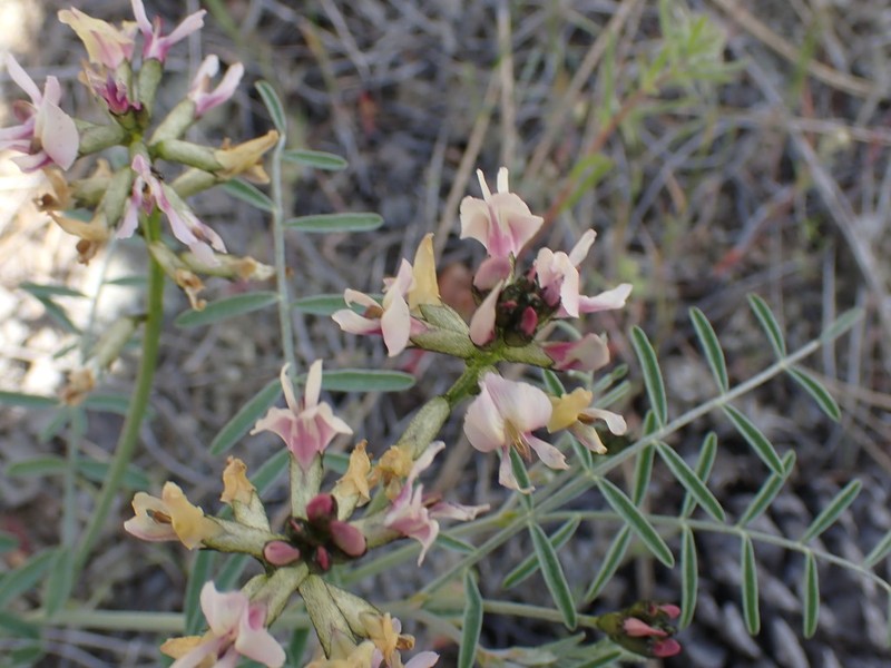 Woodypod Milkvetch photo 2