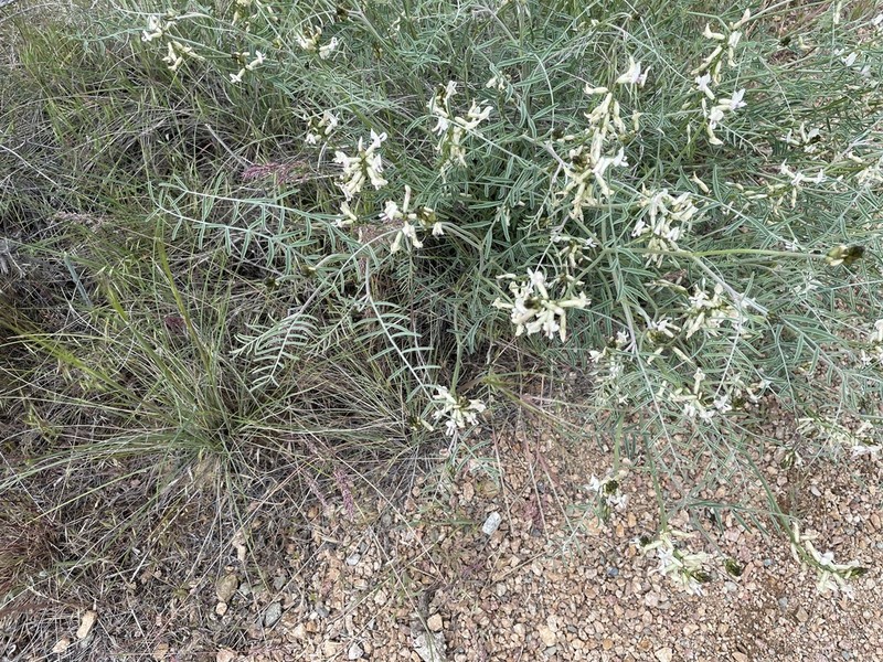 Woodypod Milkvetch photo 3