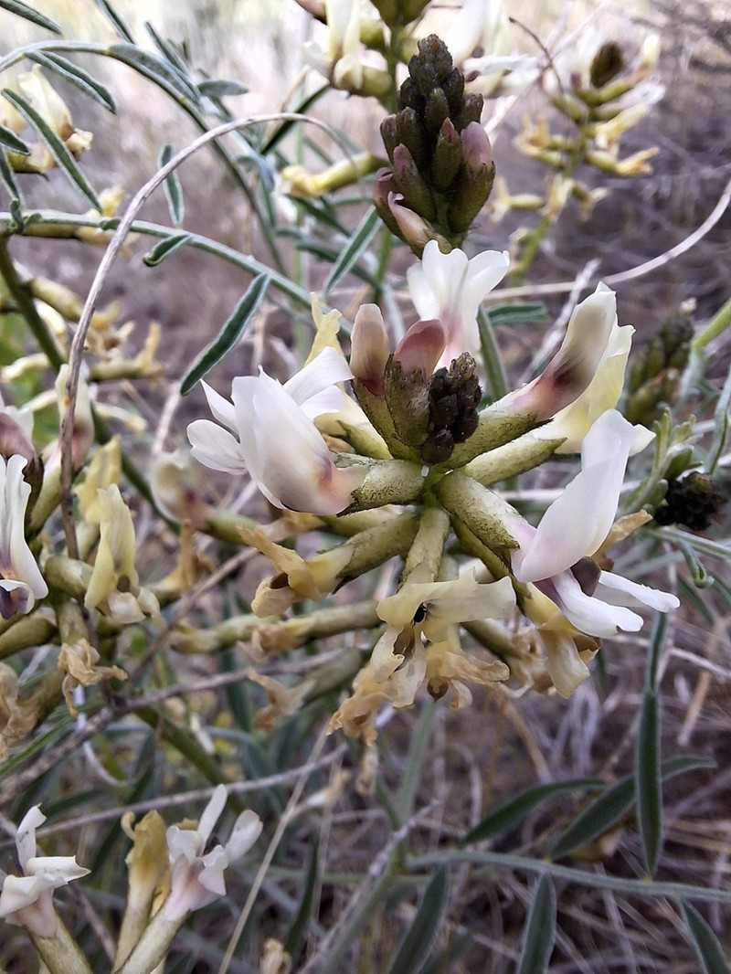 Woodypod Milkvetch photo 4