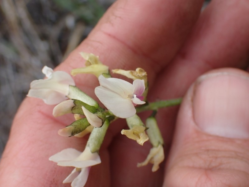 Woodypod Milkvetch photo 5