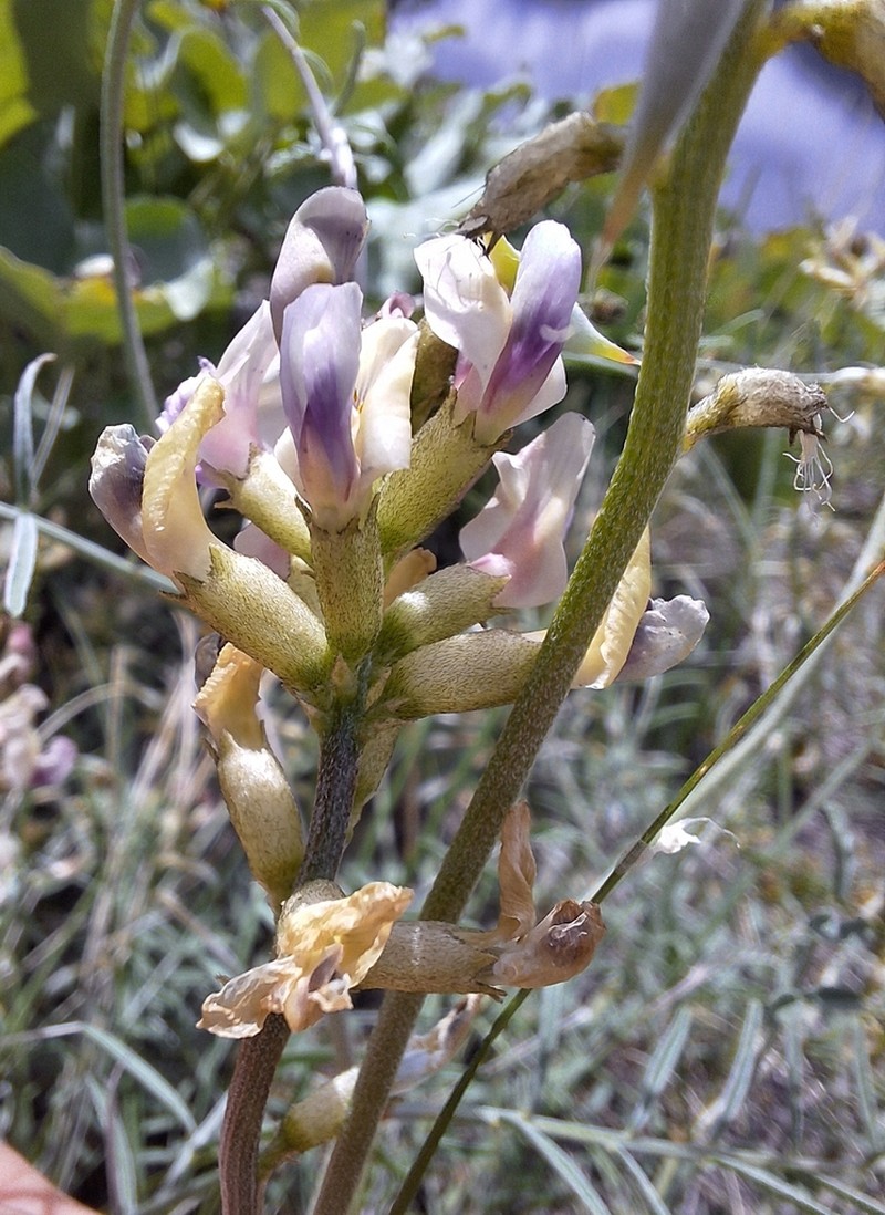 Woodypod Milkvetch photo 6