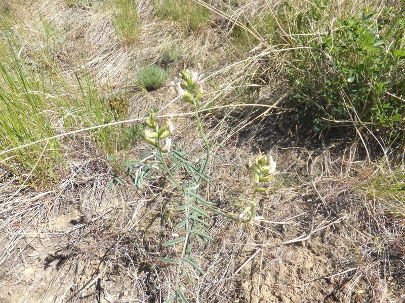 Woodypod Milkvetch photo 7
