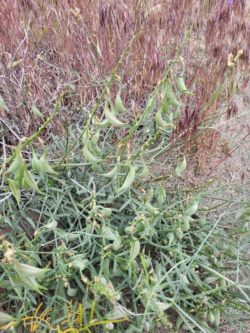 Woodypod Milkvetch photo 8