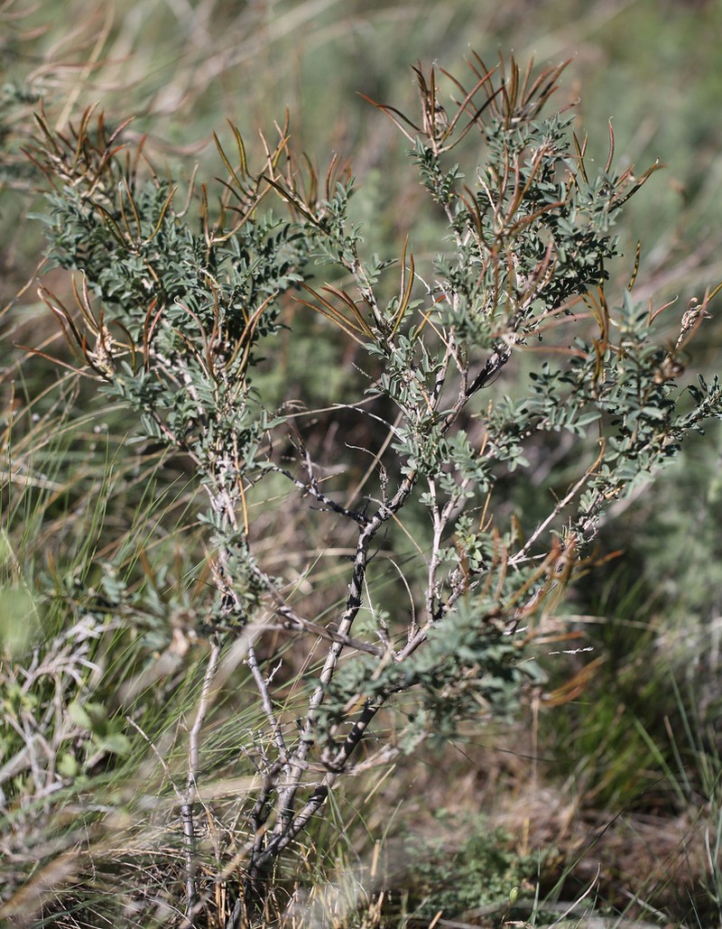 Astragalus scleroxylon