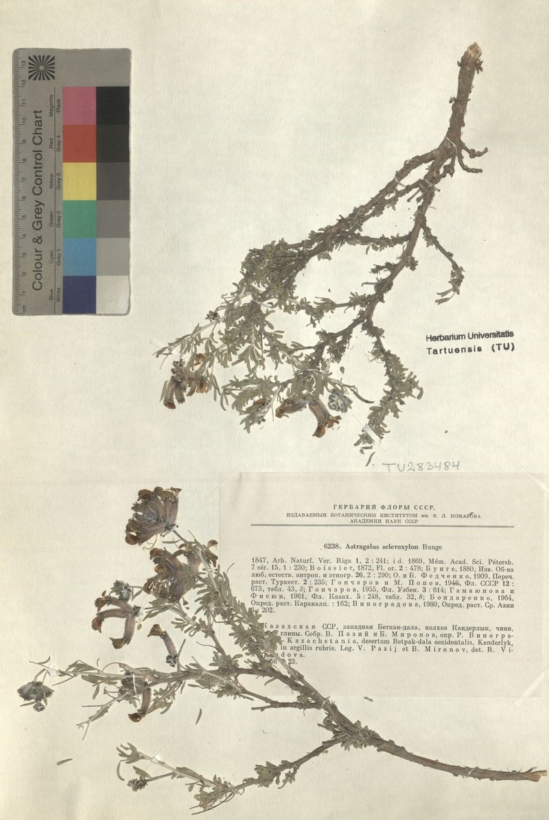 Astragalus scleroxylon photo 2