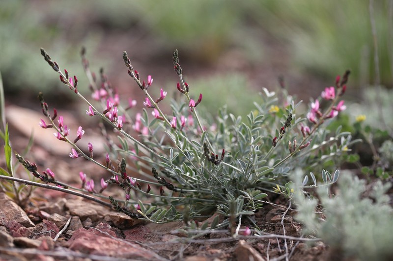 Astragalus scoparius