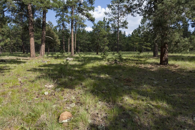 Rocky Mountain Milkvetch