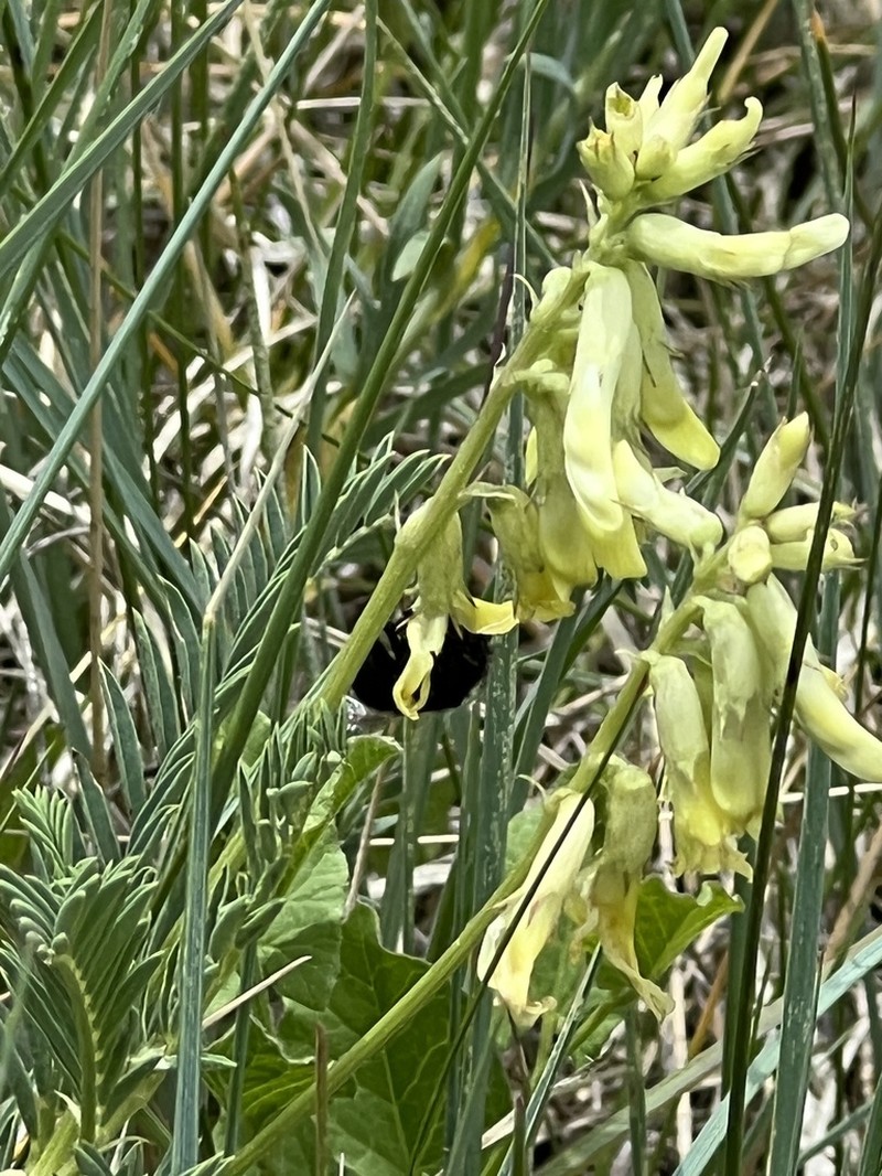 Rocky Mountain Milkvetch