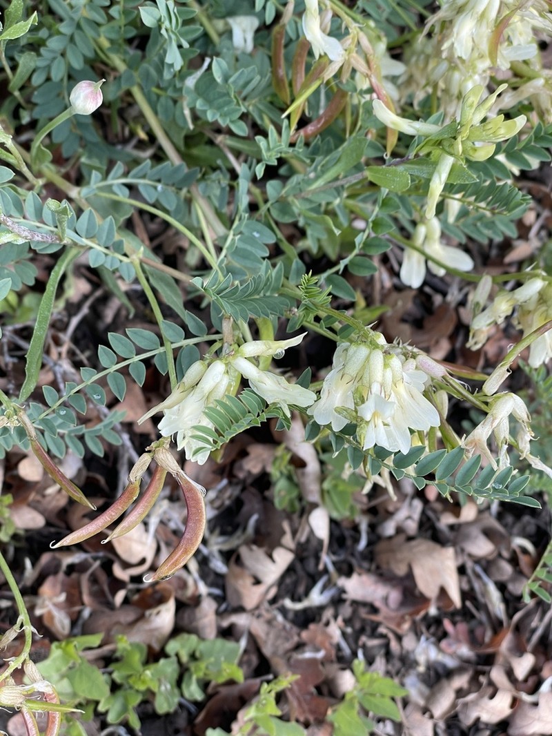 Rocky Mountain Milkvetch photo 2