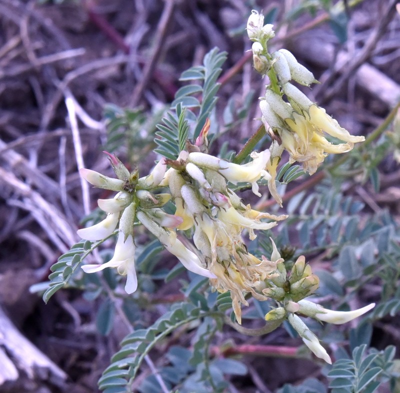 Rocky Mountain Milkvetch photo 3