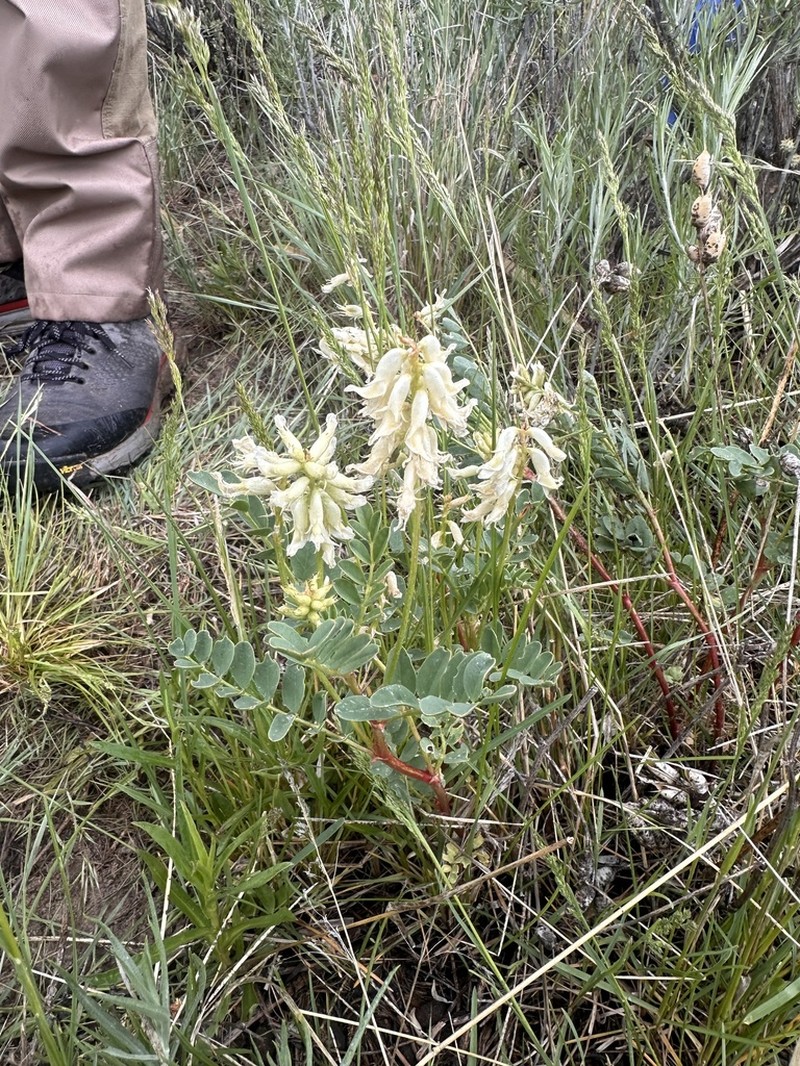 Rocky Mountain Milkvetch photo 4