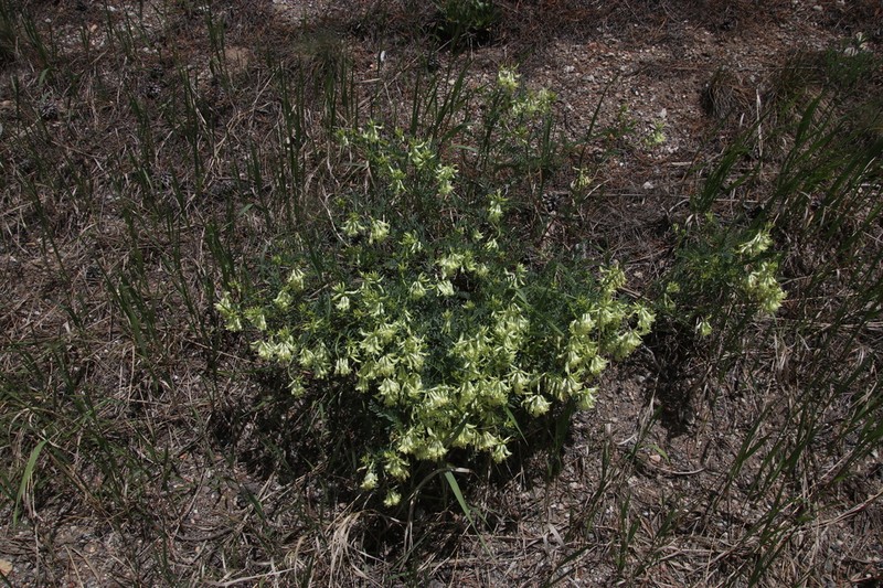 Rocky Mountain Milkvetch photo 5