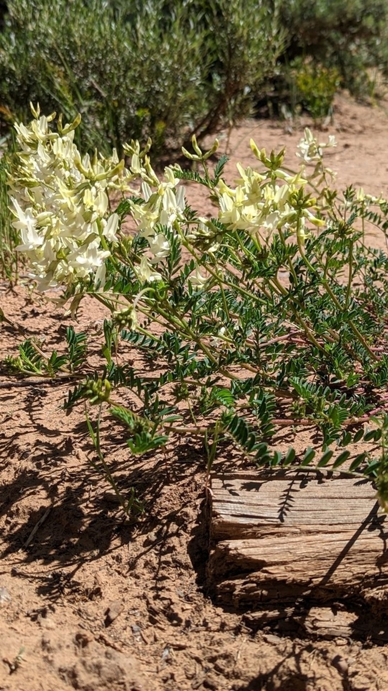 Rocky Mountain Milkvetch photo 6