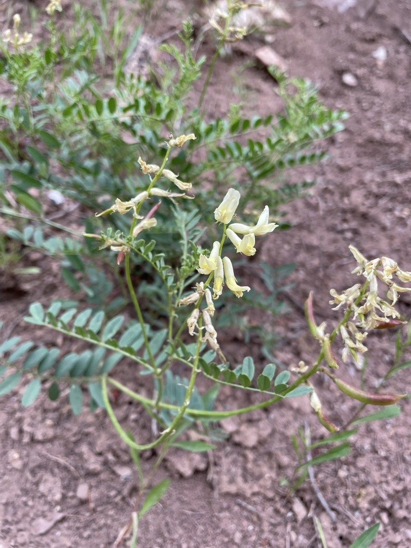 Rocky Mountain Milkvetch photo 7
