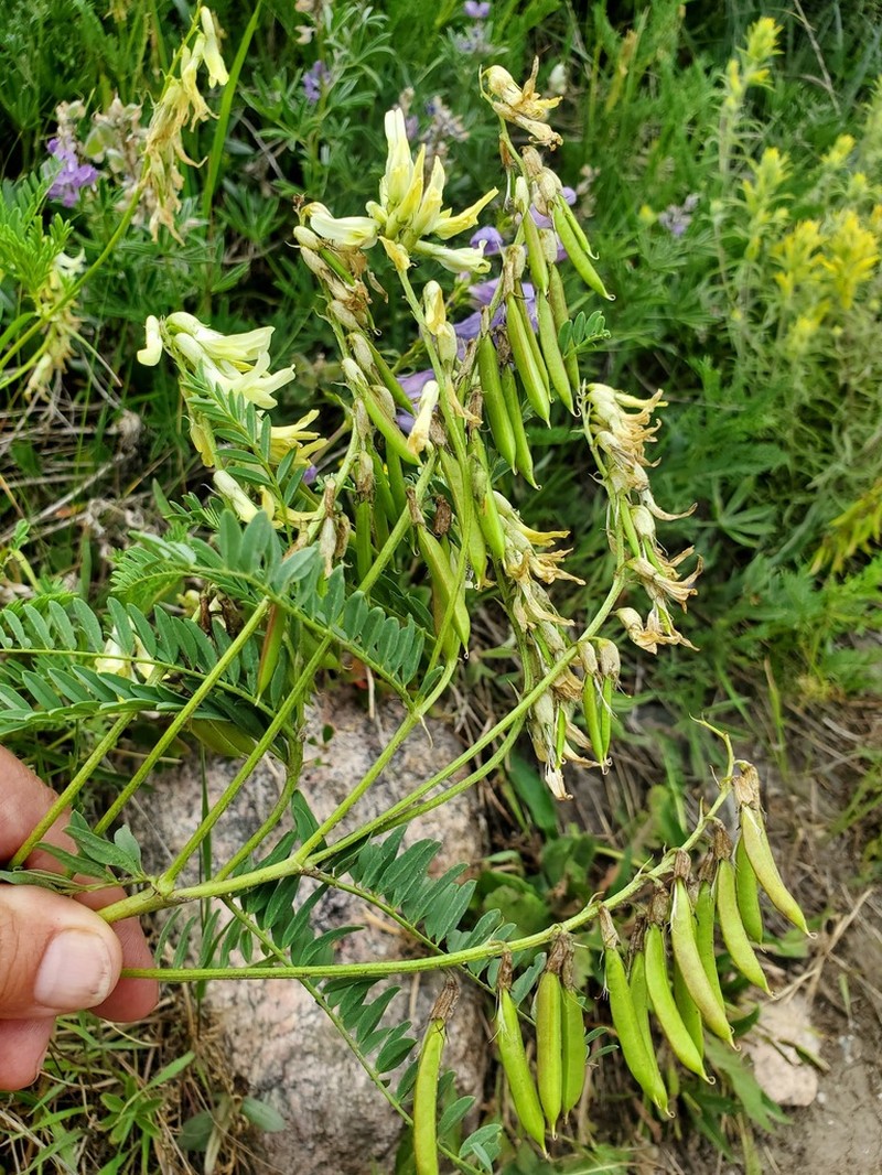 Rocky Mountain Milkvetch photo 8