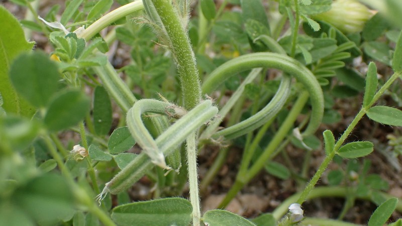 Astragalus scorpioides