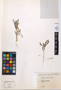 Astragalus scorpiurus