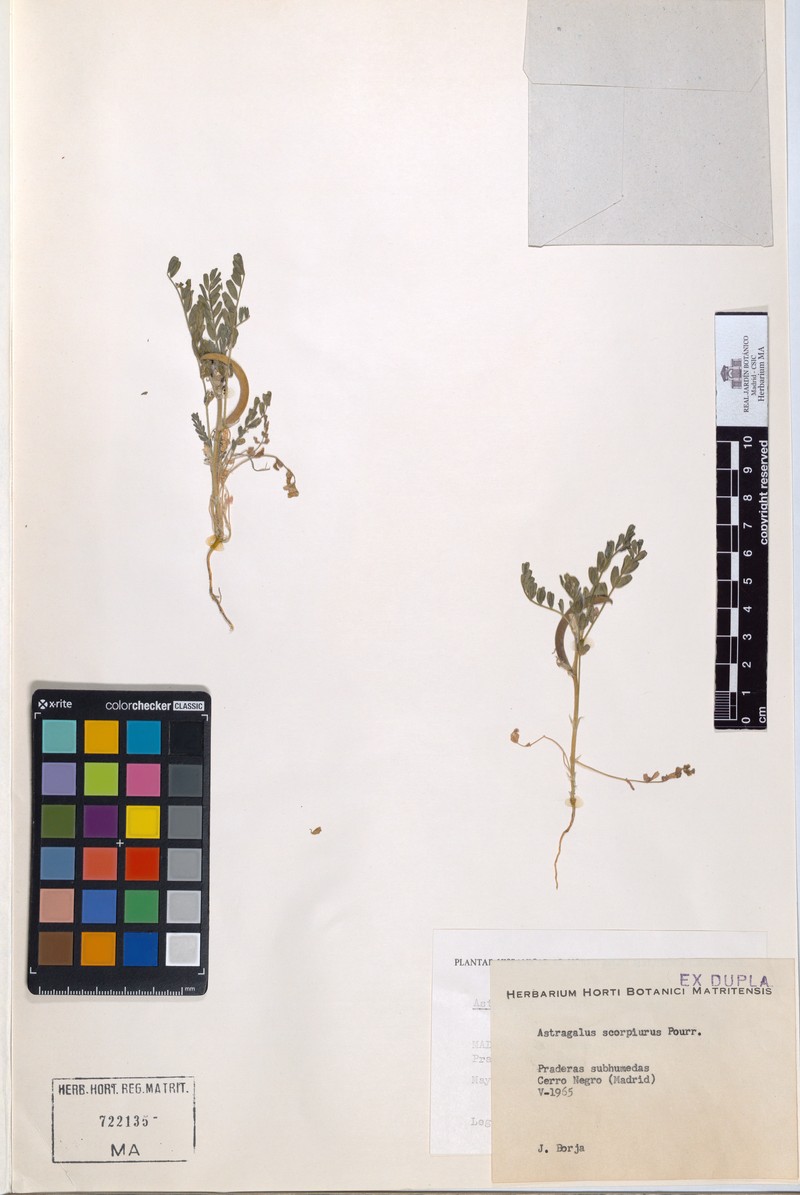 Astragalus scorpiurus