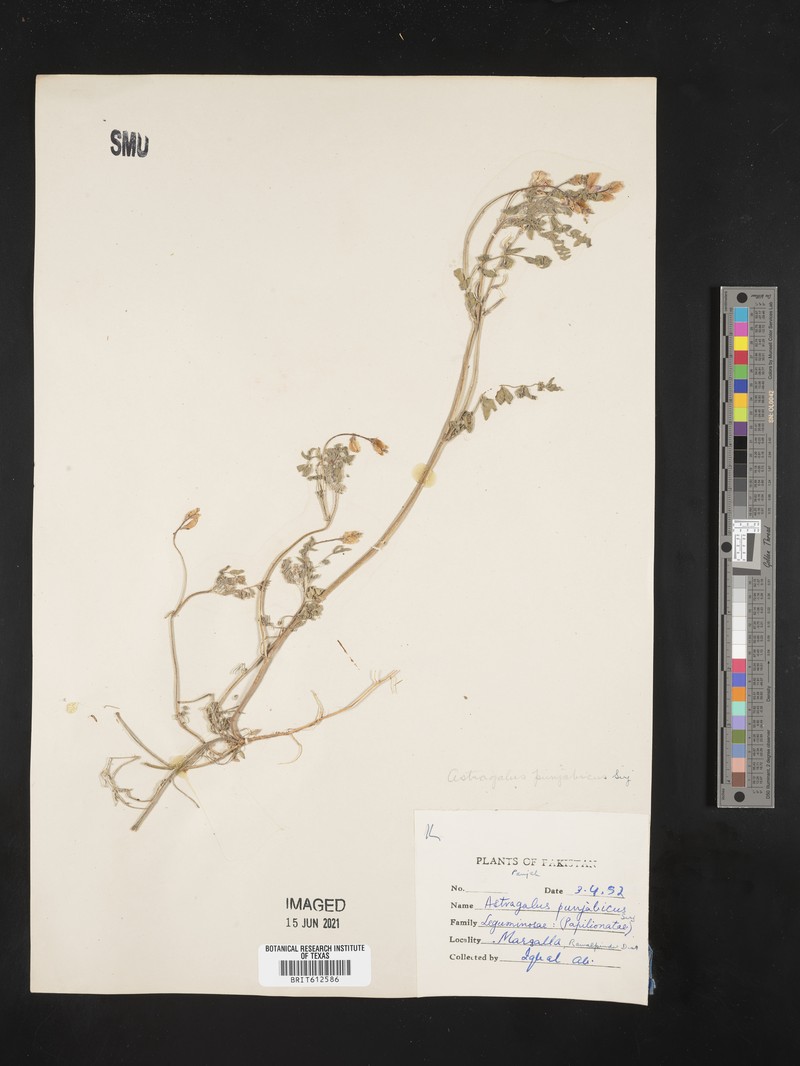 Astragalus scorpiurus photo 2