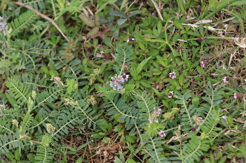 Astragalus scutaneus