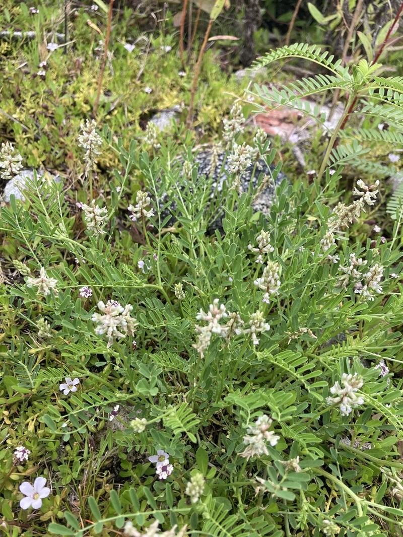 Astragalus scutaneus photo 2