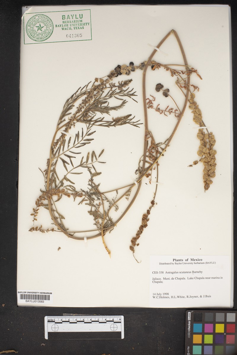 Astragalus scutaneus photo 3
