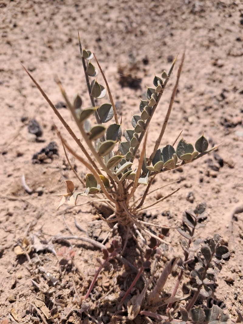 Astragalus semnanensis