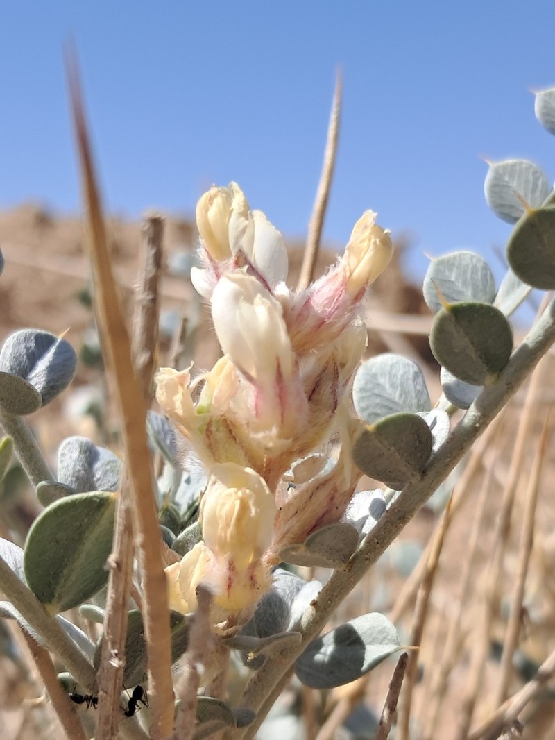Astragalus semnanensis photo 2