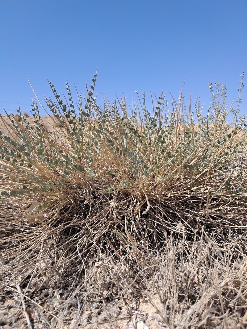 Astragalus semnanensis photo 3