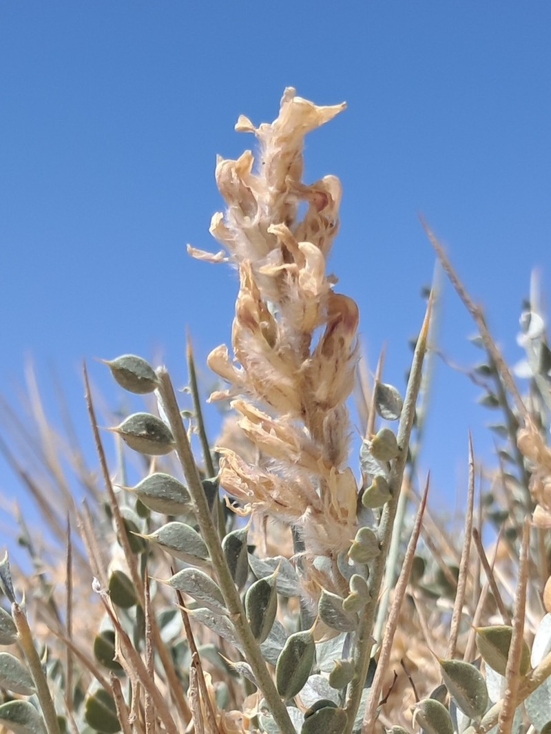 Astragalus semnanensis photo 4