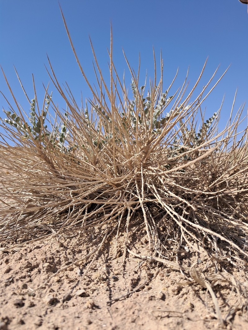 Astragalus semnanensis photo 5