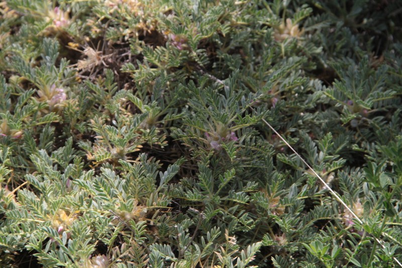 Astragalus sempervirens