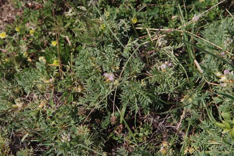 Astragalus sempervirens photo 2